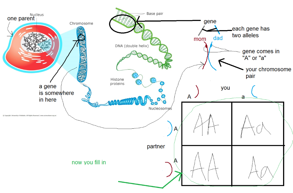 Tutoring whiteboard, showing meiosis and Punnet square, with tutor annotations