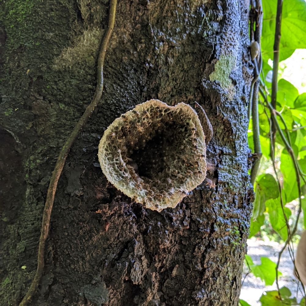 Tree trunk with beige funnel-like structure protruding out with small black bees on the periphery.