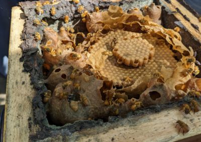 Circular egg disk with two layers of hexagonally arranged eggs, surrounded by a thin layer of flaky wax, and a number of honey and pollen pots. A layer of dark propolis lines the wooden box outside the pots, and there are Bugia bees everywhere