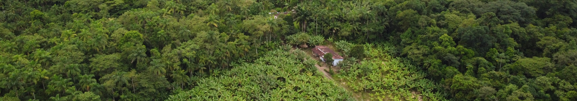 Guapiruvu View