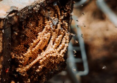 A box on its side with layers of bee eggs hanging out, with tiny stingless bees flying around